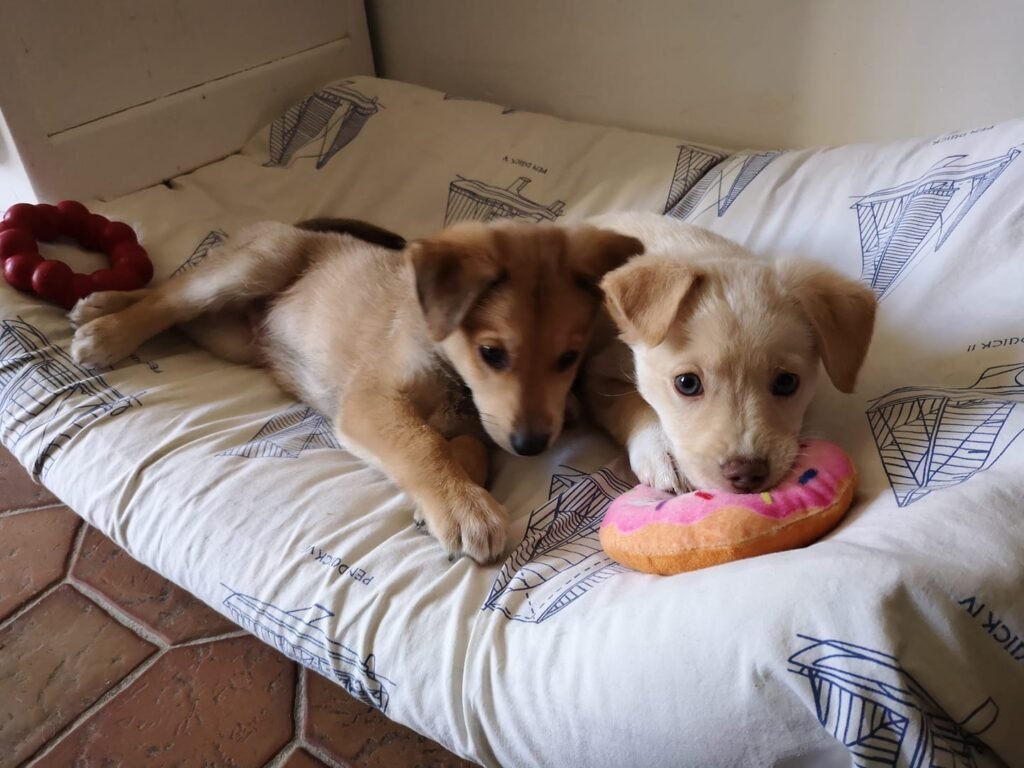 blue et romeo2