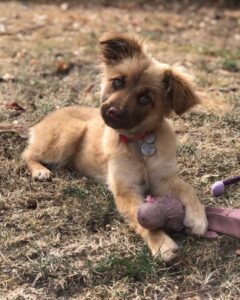 vanille chiot chien craintif