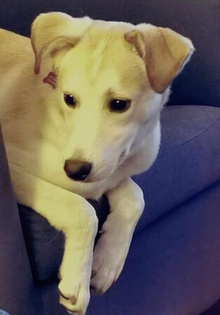 Chien craintif