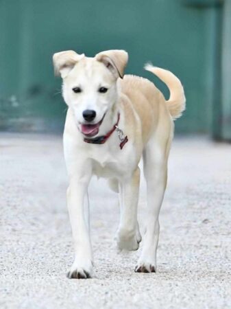 Chien craintif