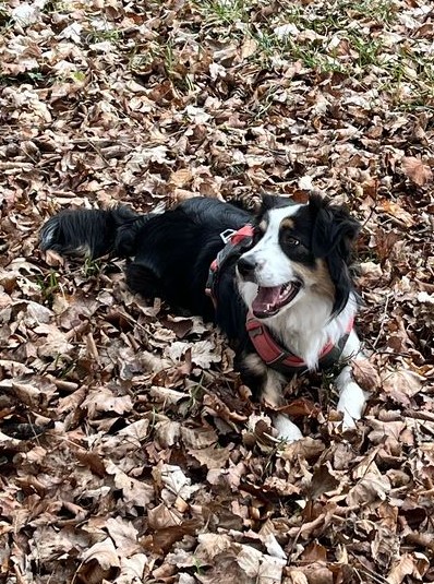 Vicky en automne Consentement