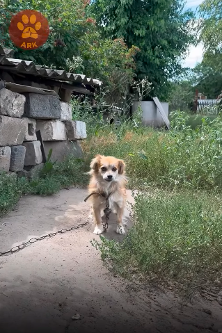 chien