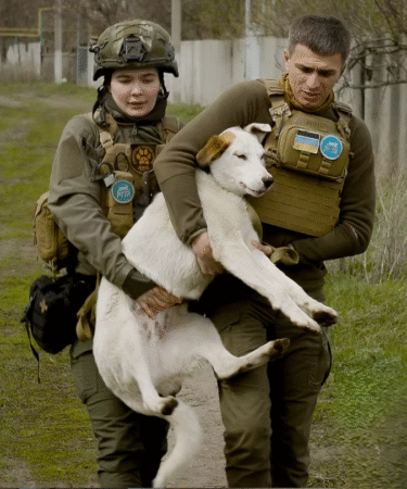 chien des rues